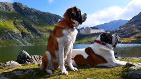 Chiens St-Bernard