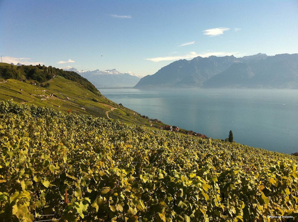 Lavaux Passion, Aussergewöhnliche Weinberge und Weltkulturerbe