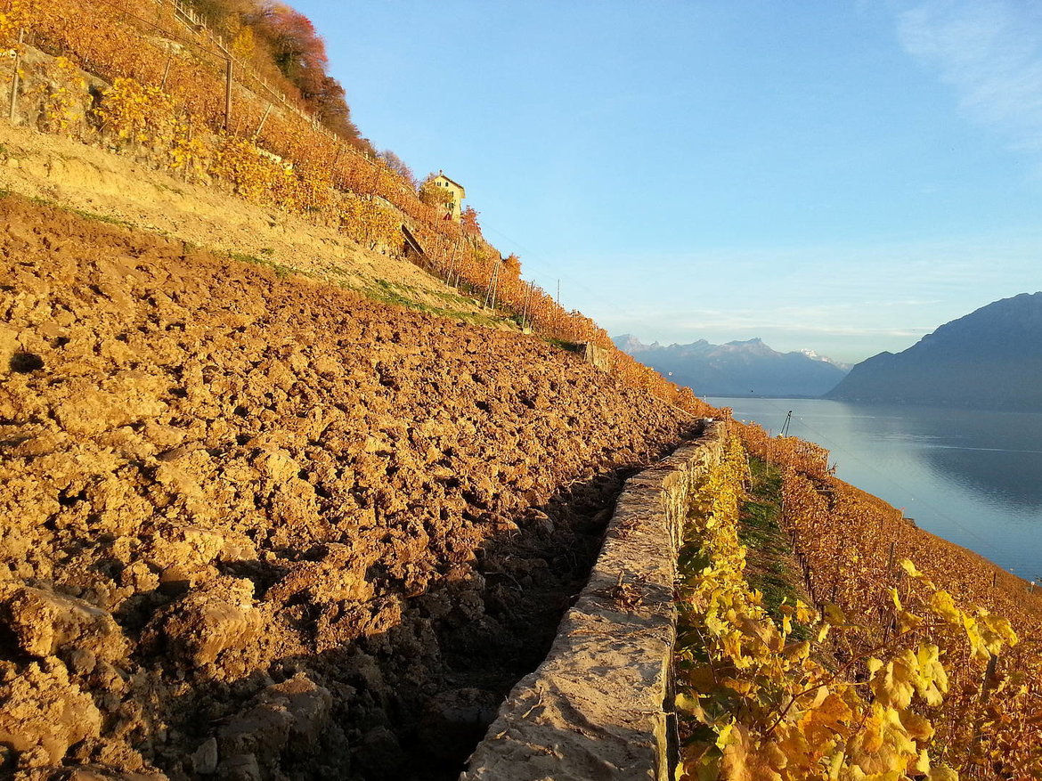 Lavaux Passion, Aussergewöhnliche Weinberge und Weltkulturerbe